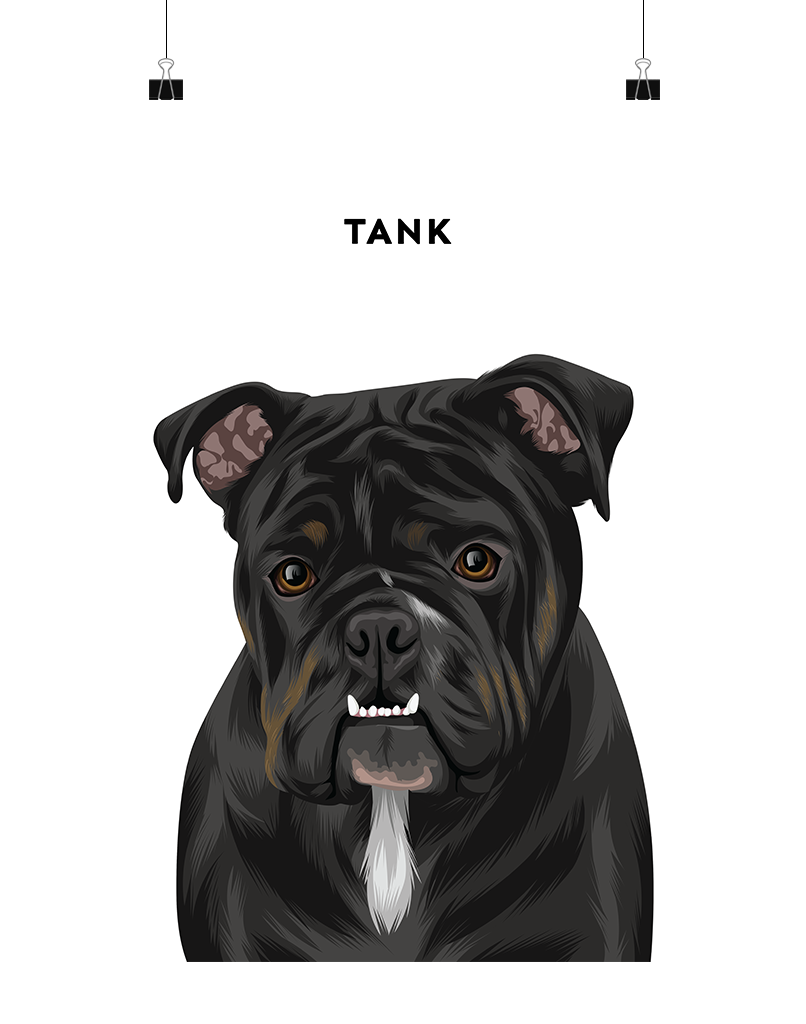 Personalised Bulldog portrait named Tank on white background – digital custom pet art print by Oh Barney Australia