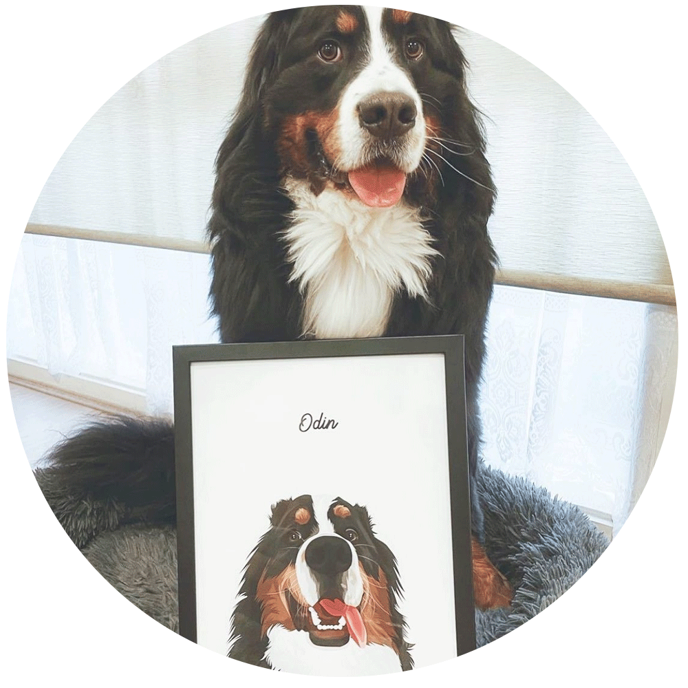 Pet Portraits