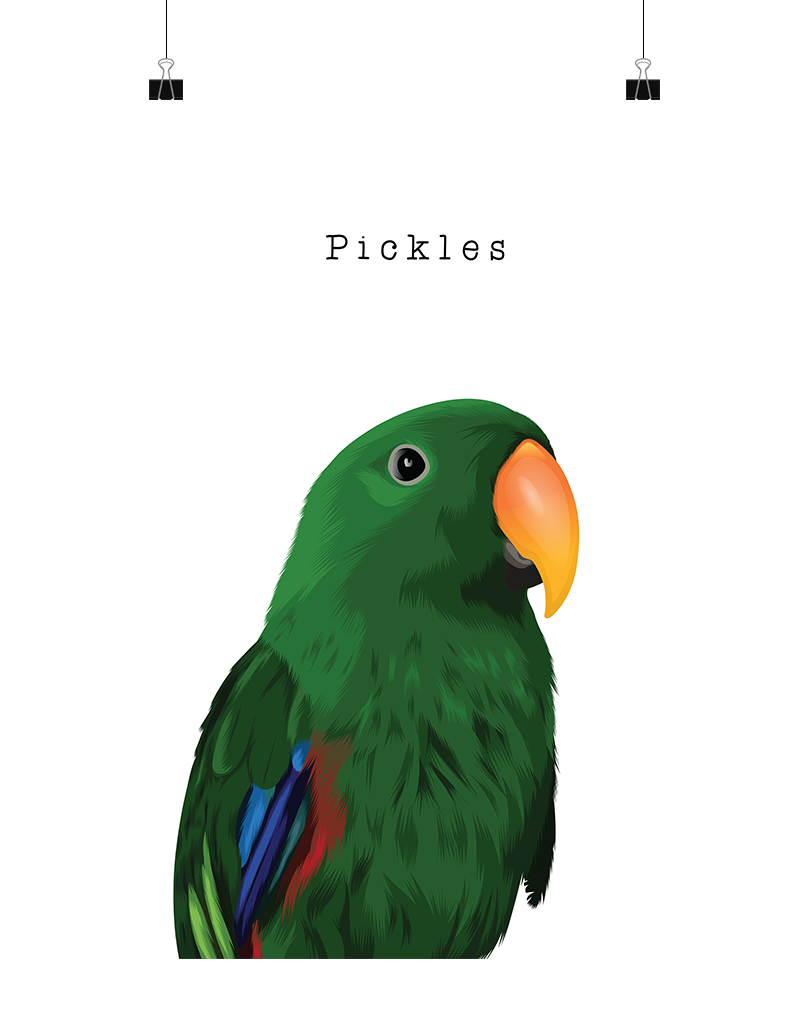 Personalised eclectus parrot portrait named Pickles on white background – unframed custom pet art print by Oh Barney Australia